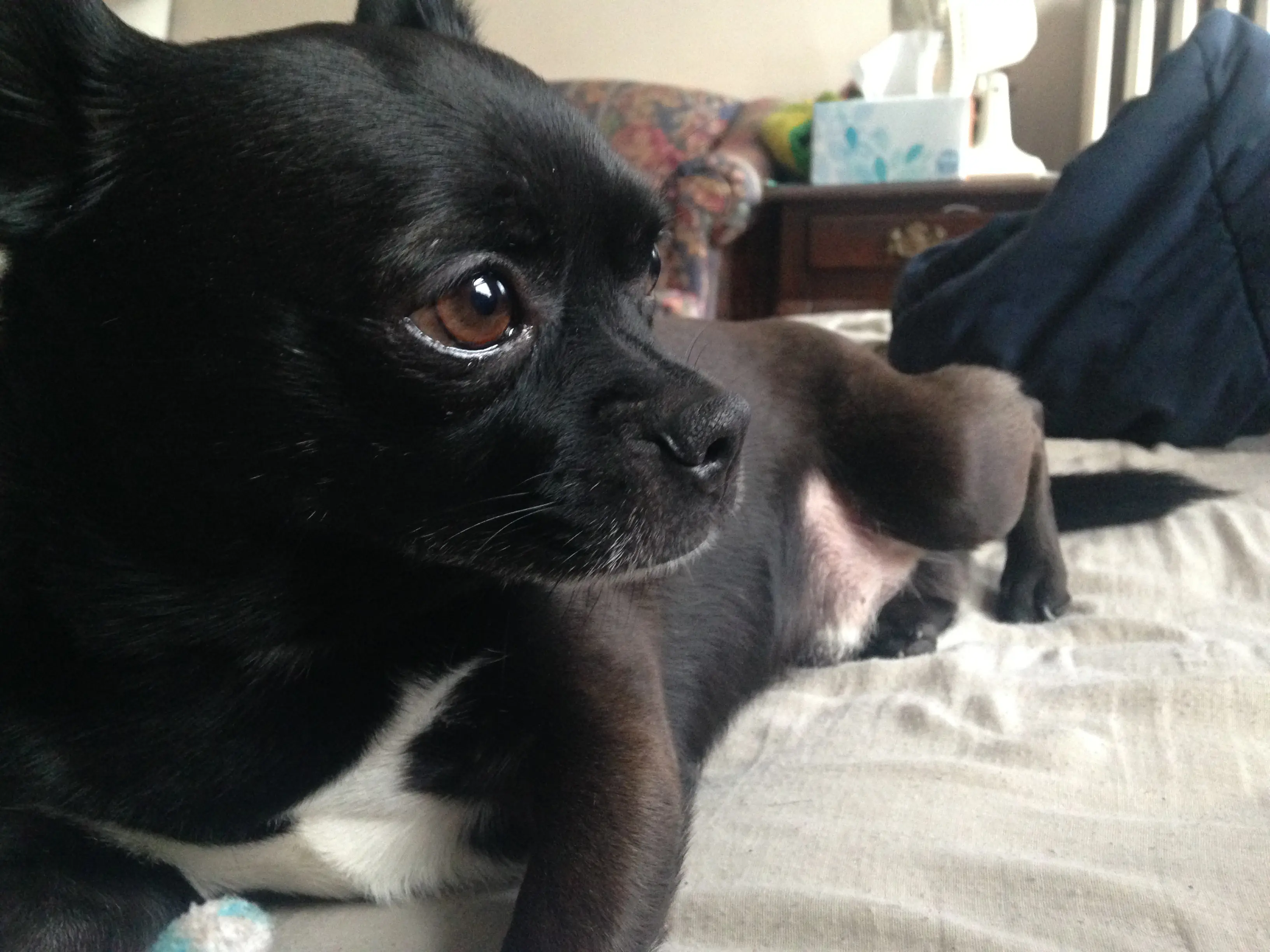 A Love Letter to Our First Dog, Basil