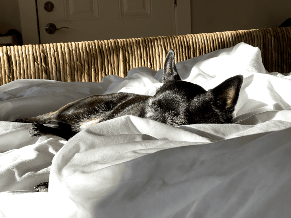 Chihuahua enjoying the sun at pet-friendly hotel White Barn Inn