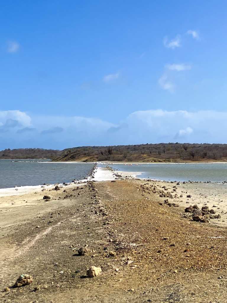Jan Thiel Salt Pans Curacao Flamingos