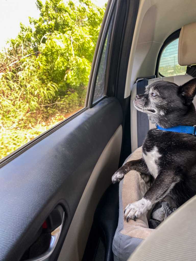 Basil summer car rides in Curacao