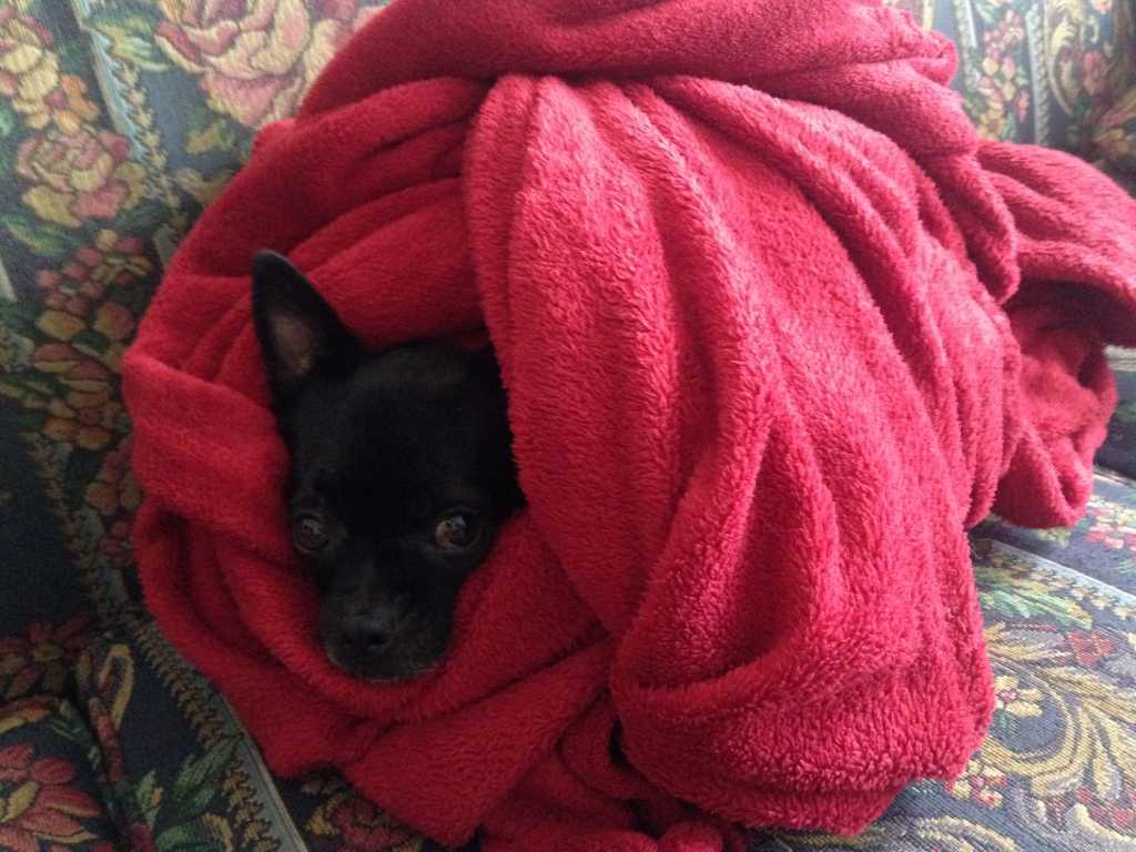Basil, the chihuahua pug mix