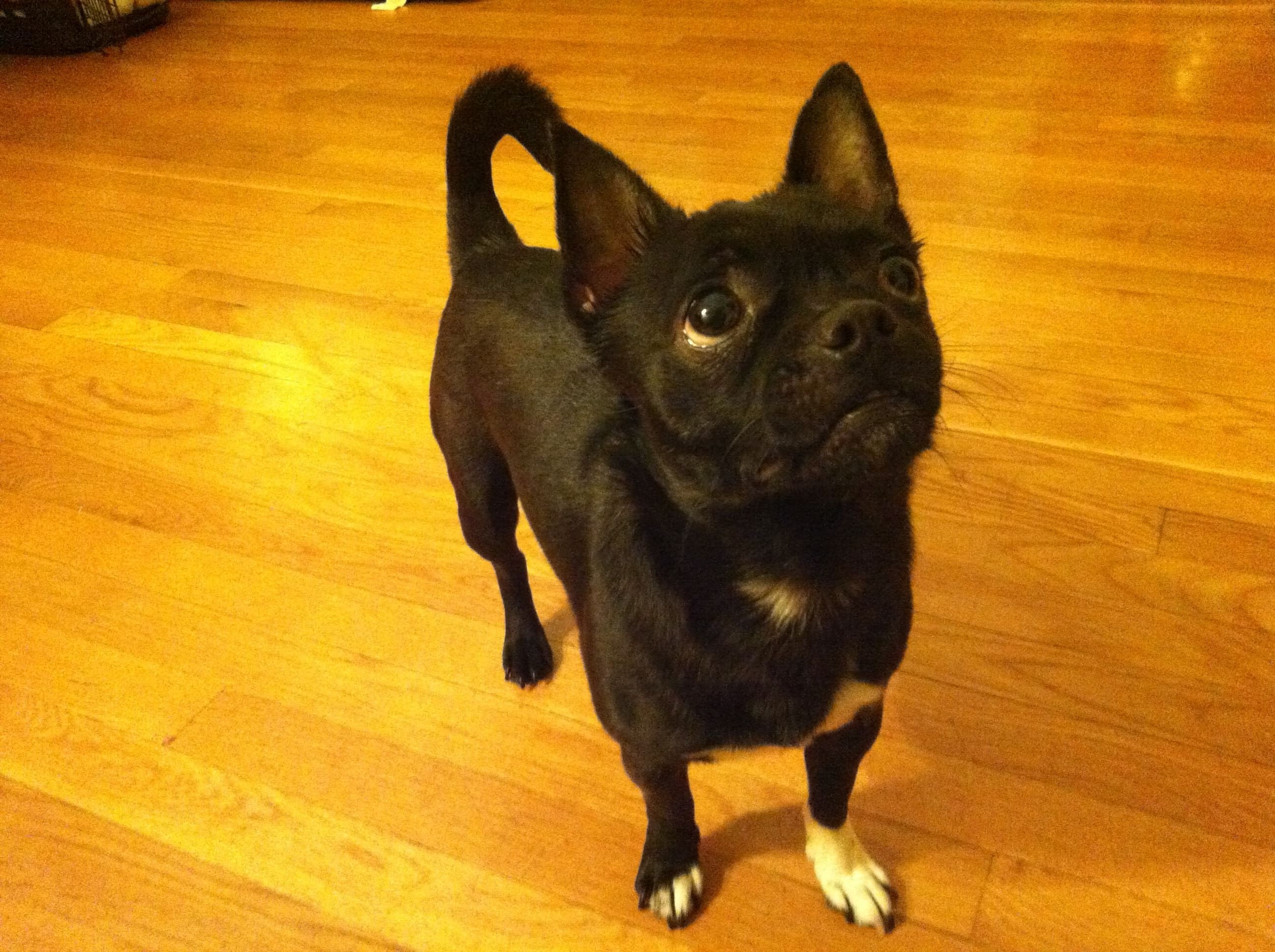 Basil, the chihuahua pug mix