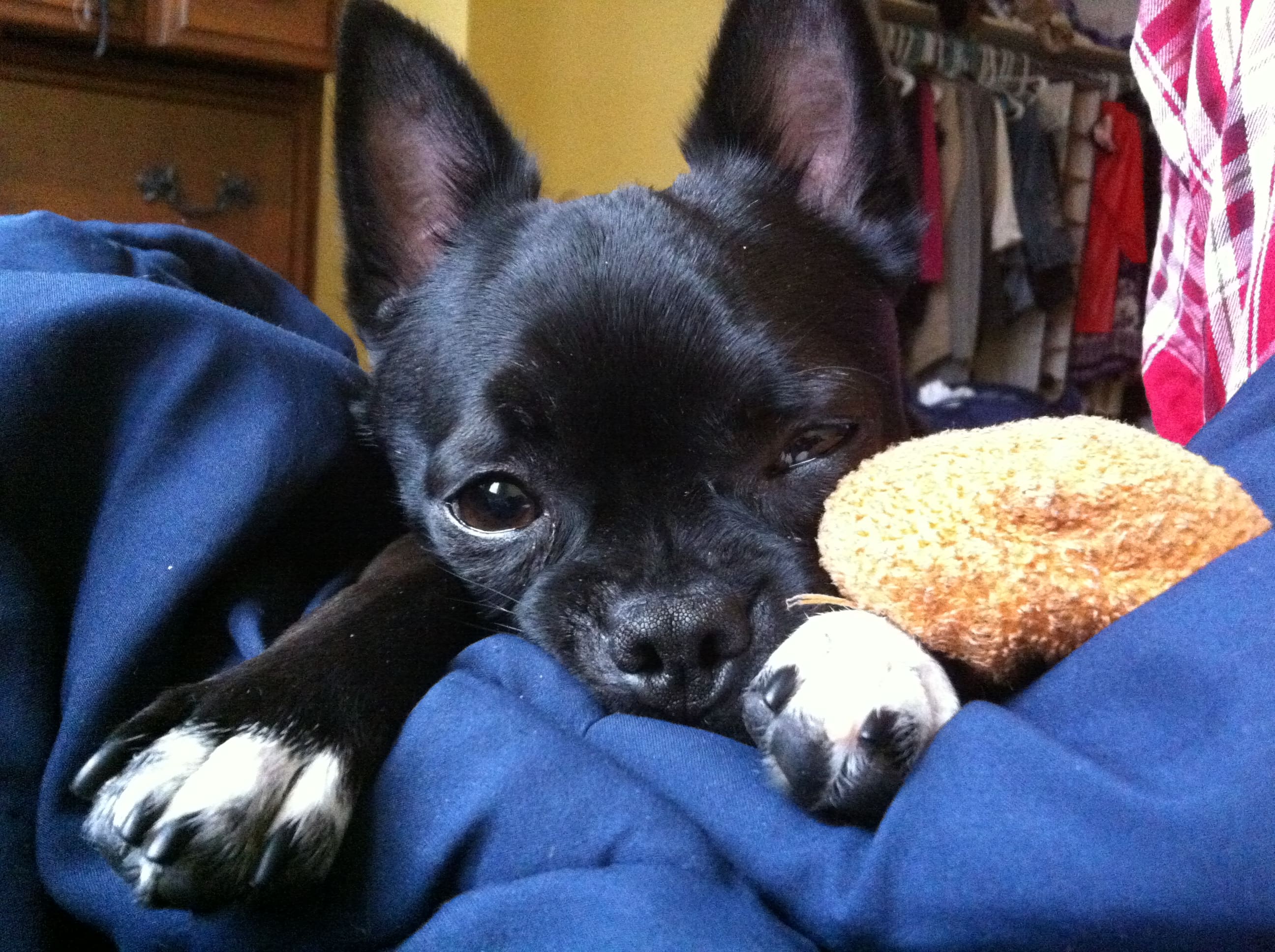 Basil, the chihuahua pug mix