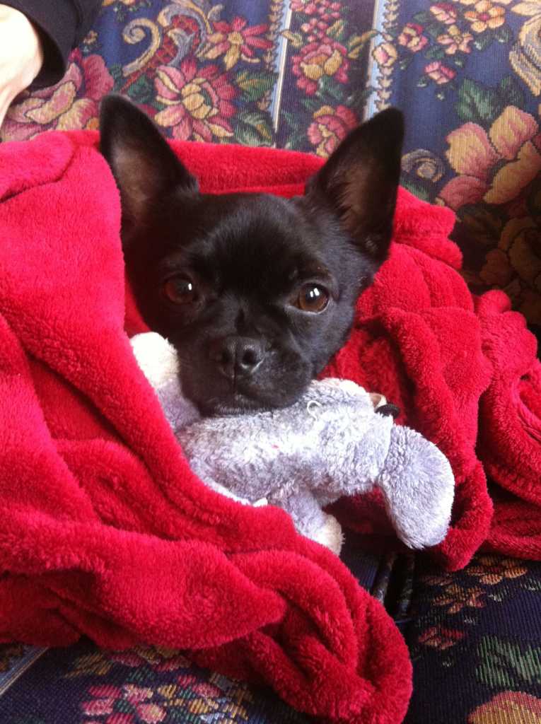 Basil, the chihuahua pug mix