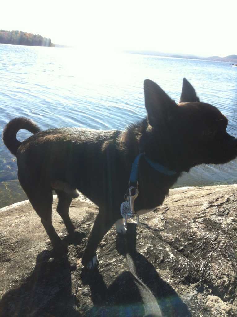Basil, the chihuahua pug mix