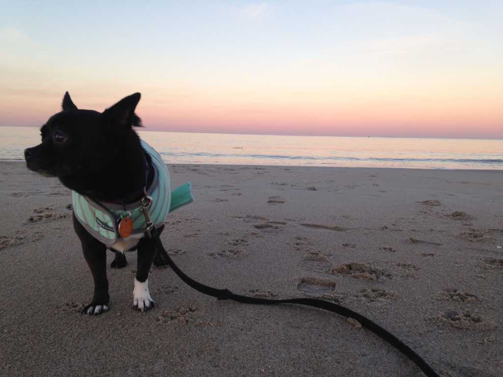 Basil, the chihuahua pug mix