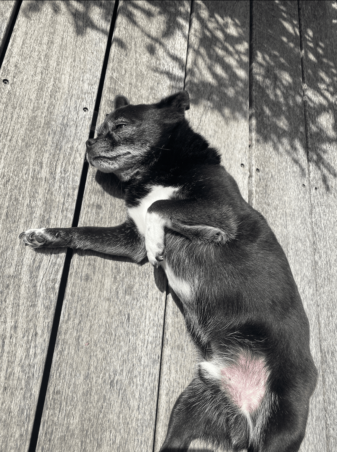 Basil, the chihuahua pug mix