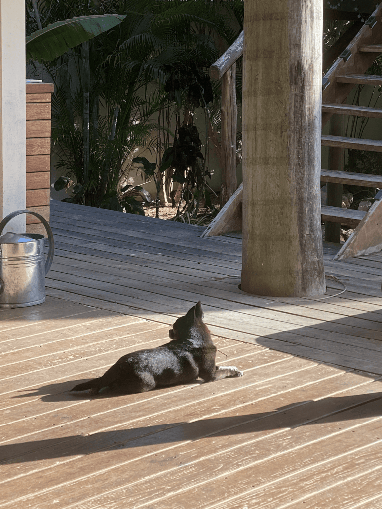 Basil, the chihuahua pug mix
