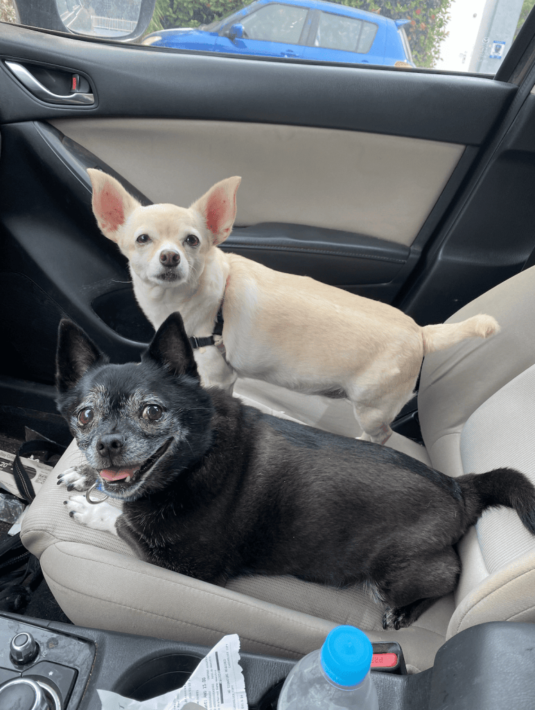 Basil, the chihuahua pug mix