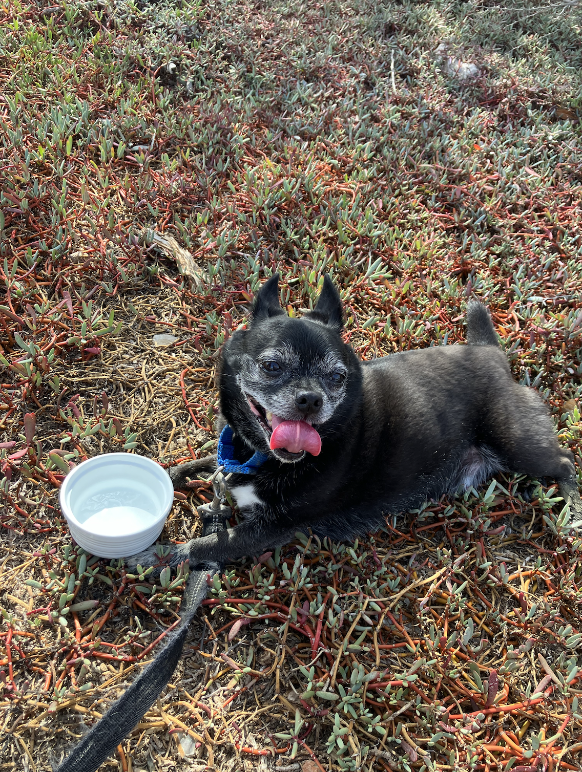 Basil, the chihuahua pug mix