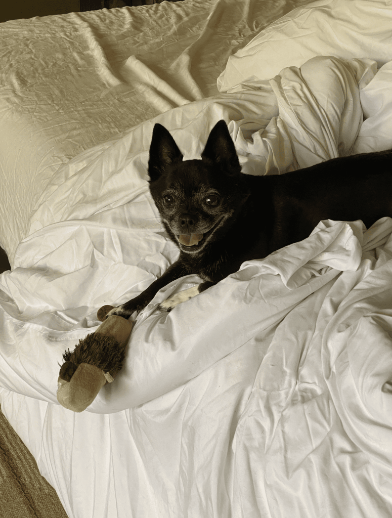Basil, the chihuahua pug mix