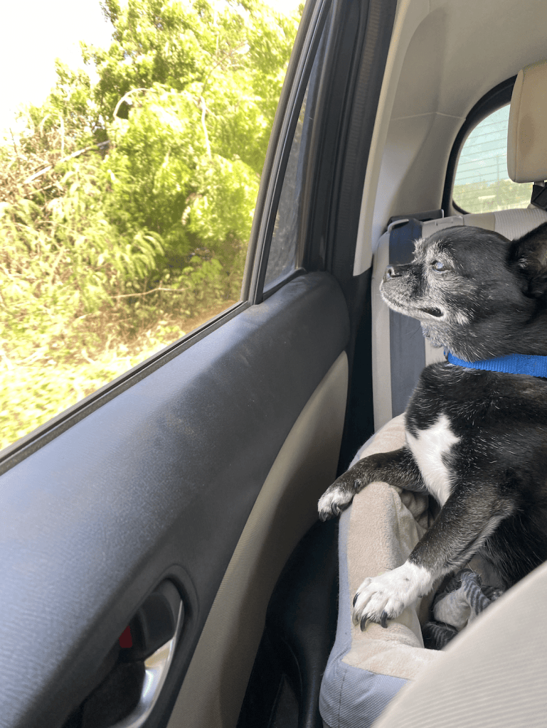 Basil, the chihuahua pug mix