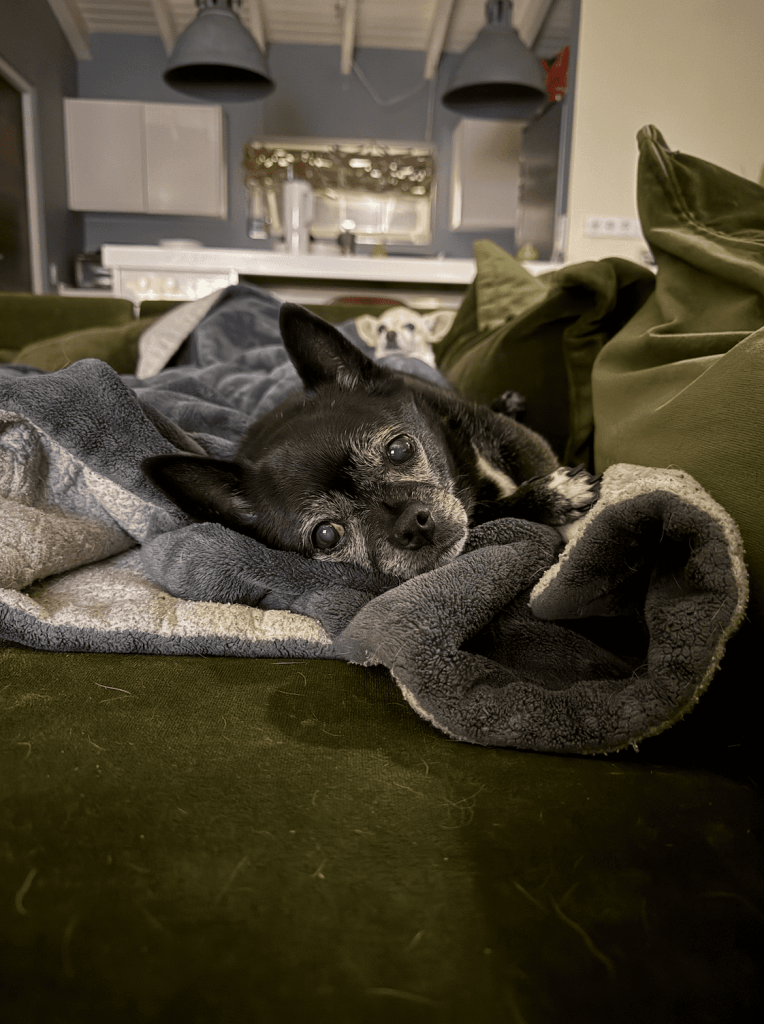Basil, the chihuahua pug mix