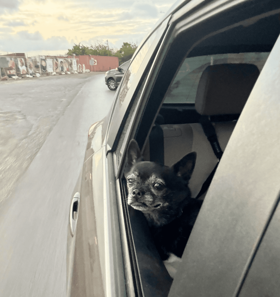Basil, the chihuahua pug mix