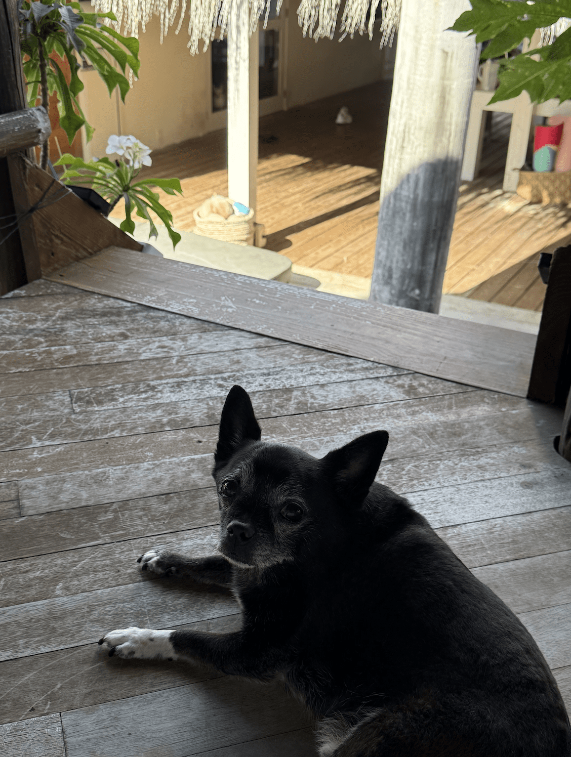 Basil, the chihuahua pug mix