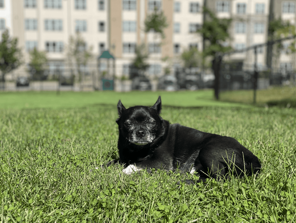 Basil, the chihuahua pug mix