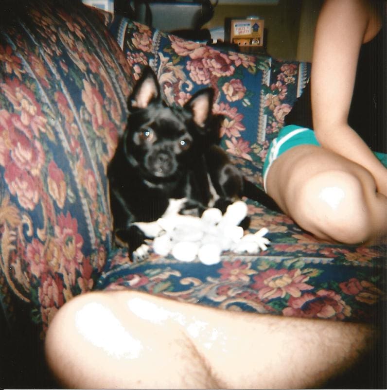 Basil, the chihuahua pug mix